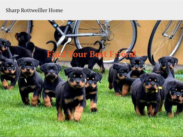 Sharpwittedrottweiler.com - Rottweiler Puppy Scam Review