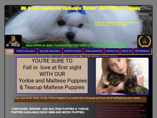 Uptownmalteseyorkies.dog - Maltese Puppy Scam Review