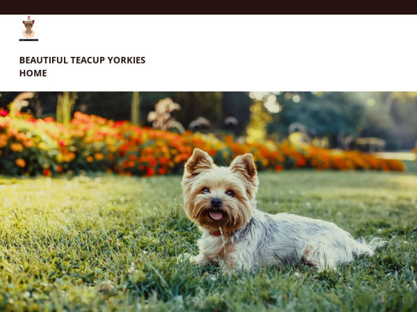 Beautifulyorkiehome.com - Yorkshire Terrier Puppy Scam Review