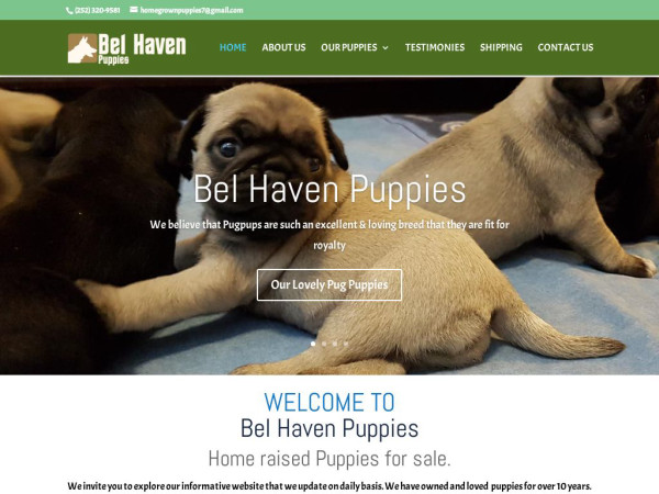 Belhavenpuppies.com - Pug Puppy Scam Review