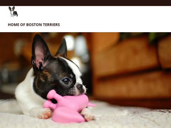 Homebostonterrier.com - Terrier Puppy Scam Review