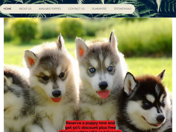 Honeykennel.com - Husky Puppy Scam Review