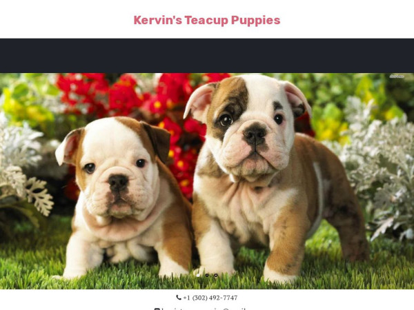 Kervinteacuppuppies.com - Yorkshire Terrier Puppy Scam Review