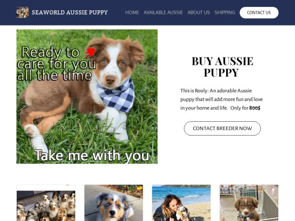 Seaworldaussiepupsforsale.com - Australian Shepherd Puppy Scam Review