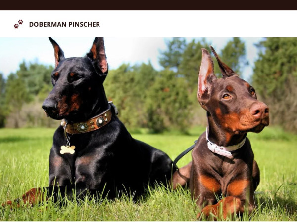 Skilfuldobermanpinscherpups.com - Doberman Pinscher Puppy Scam Review