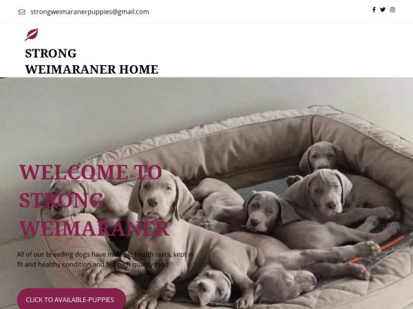 Strongweimaranerpuppies.com - Weimaraner Puppy Scam Review