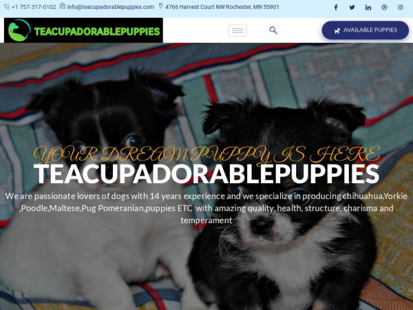 Teacupadorablepuppies.com - Yorkshire Terrier Puppy Scam Review