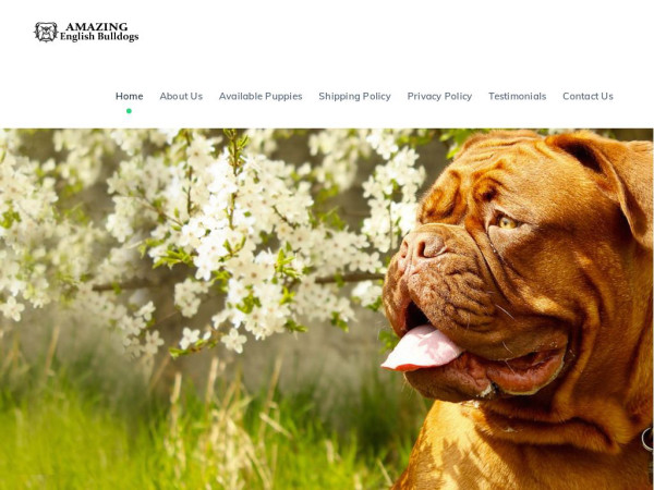 Amazingenglishbulldogs.com - English Bulldog Puppy Scam Review