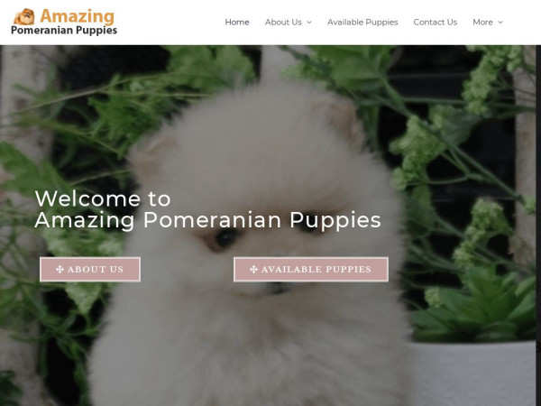 Amazingpomeranianpuppies.com - Pomeranian Puppy Scam Review