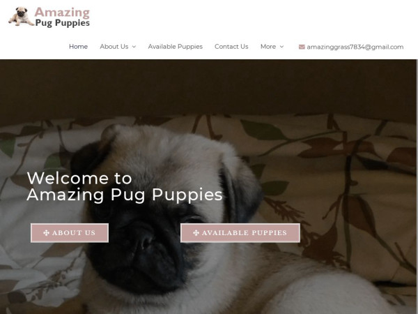 Amazingpugpuppies.com - Pug Puppy Scam Review