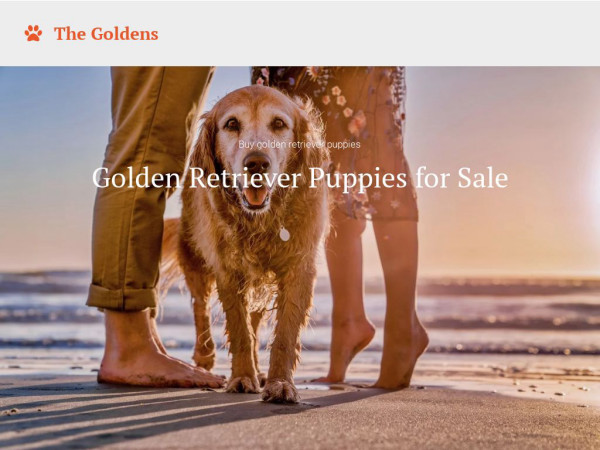 Availablegoldenretrieverpuppies.com - Golden Retriever Puppy Scam Review