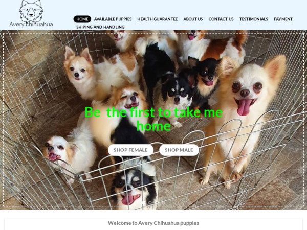 Averychihuahuapuppies.com - Chihuahua Puppy Scam Review