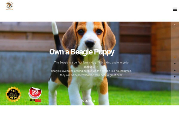 done deal beagle
