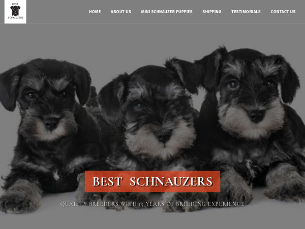 Bestschnauzerspups.com - Schnauzer Puppy Scam Review