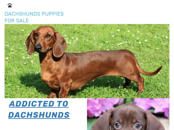 Dachshundspuppies.net - Dachshund Puppy Scam Review