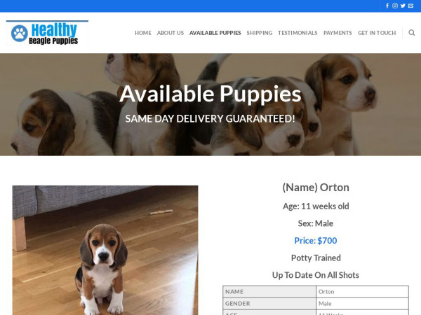 Healthybeaglepups.com - Beagle Puppy Scam Review