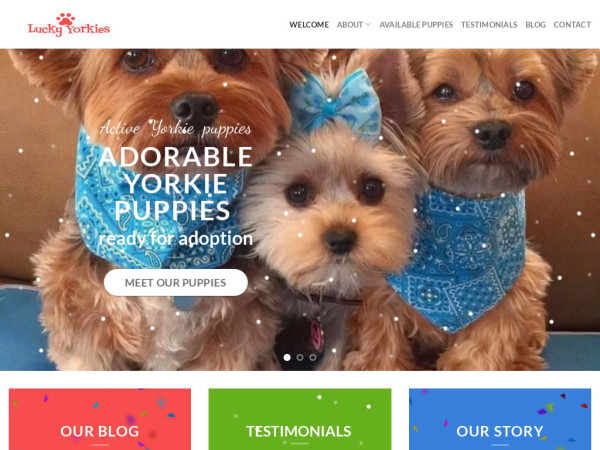 Luckyyorkiepups.com - Yorkshire Terrier Puppy Scam Review