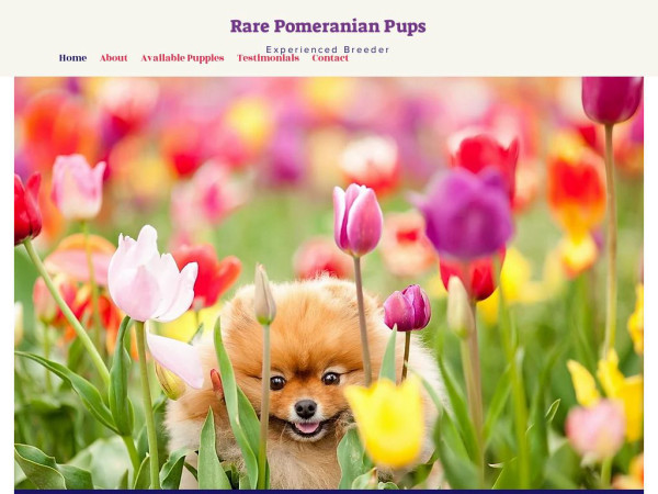 Rarepomeranianpups.com - Pomeranian Puppy Scam Review