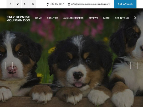 Starbernesemountaindog.com - Bernese Mountain Dog Puppy Scam Review