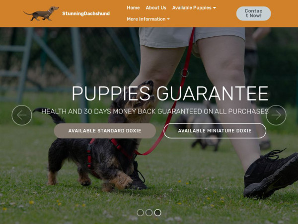 Stunningdachshundpuppies.com - Dachshund Puppy Scam Review