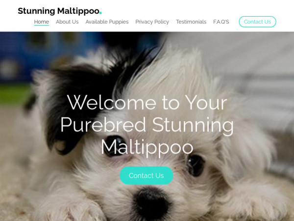 Stunningmaltippoo.com - Maltipoo Puppy Scam Review