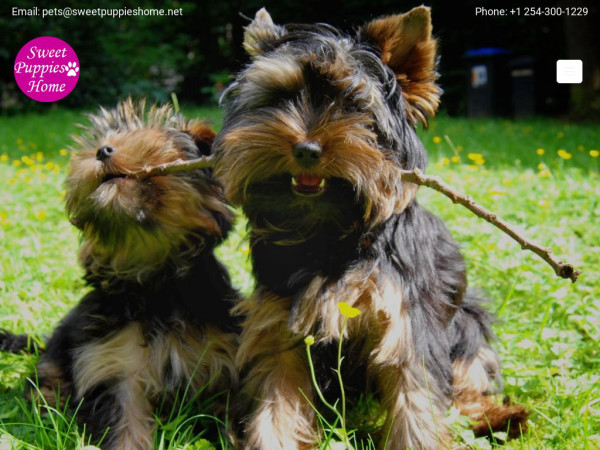 Sweetpuppieshome.net - Yorkshire Terrier Puppy Scam Review