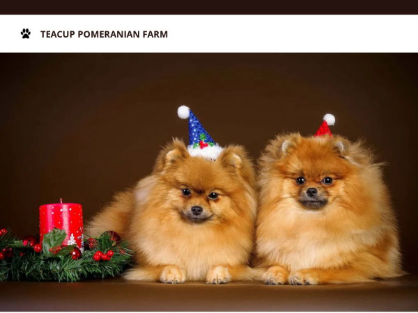 Teacuppomeranianfarm.com - Pomeranian Puppy Scam Review