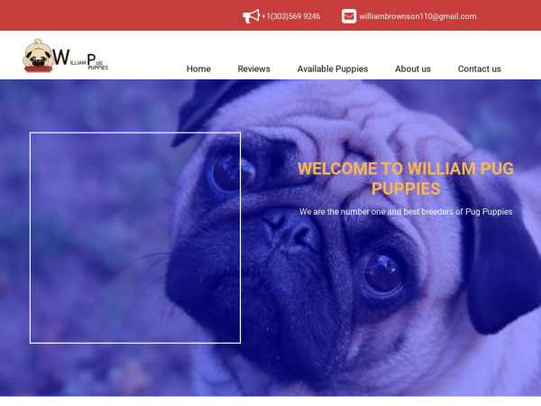 Williamspugpups.com - Pug Puppy Scam Review