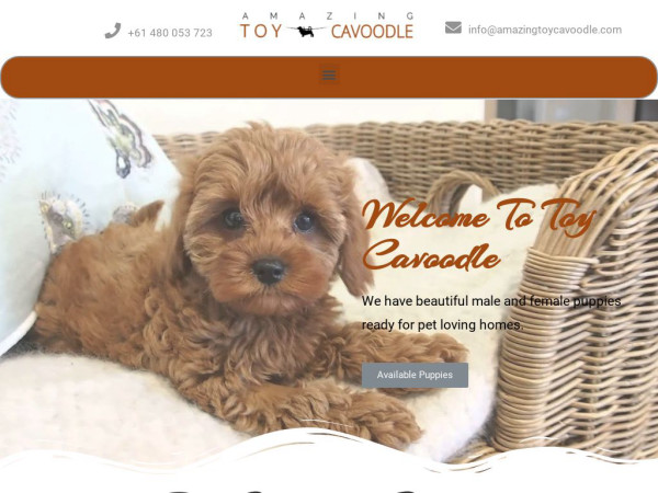 Amazingtoycavoodle.com - Cavapoo Puppy Scam Review