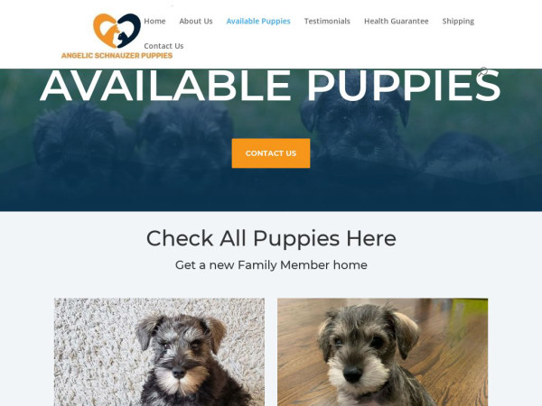 Angelicschnauzerpuppies.com - Schnauzer Puppy Scam Review