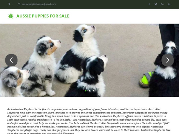 Aussiepuppiesforsale.net - Australian Shepherd Puppy Scam Review