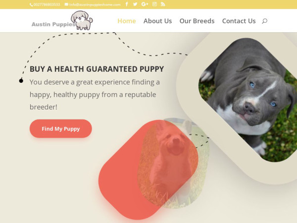 Austinpuppieshome.com - Beagle Puppy Scam Review