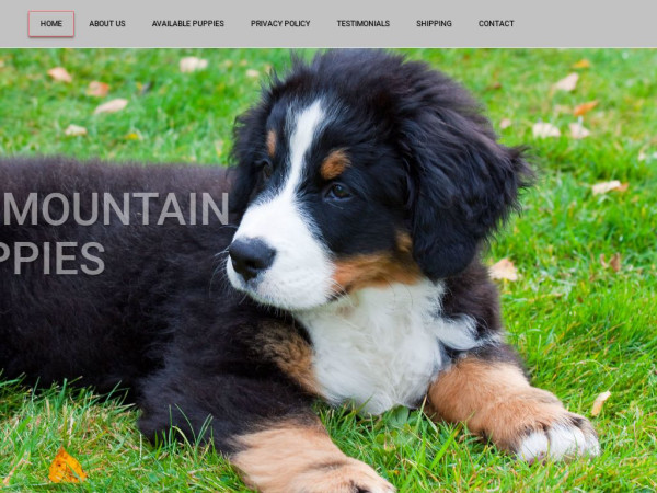 Bernesemtpups.com - Bernese Mountain Dog Puppy Scam Review