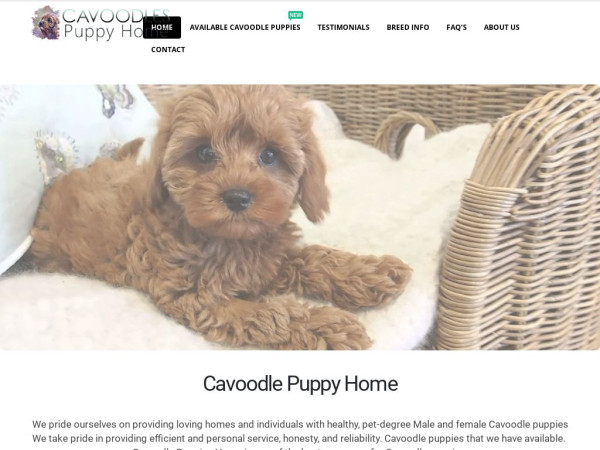 Cavoodlepuppyhome.com - Cavapoo Puppy Scam Review