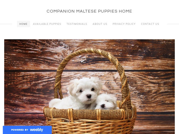 Companionmaltesepups.com - Maltese Puppy Scam Review