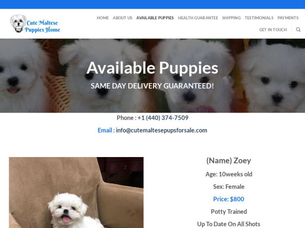 Cutemaltesepupsforsale.com - Maltese Puppy Scam Review