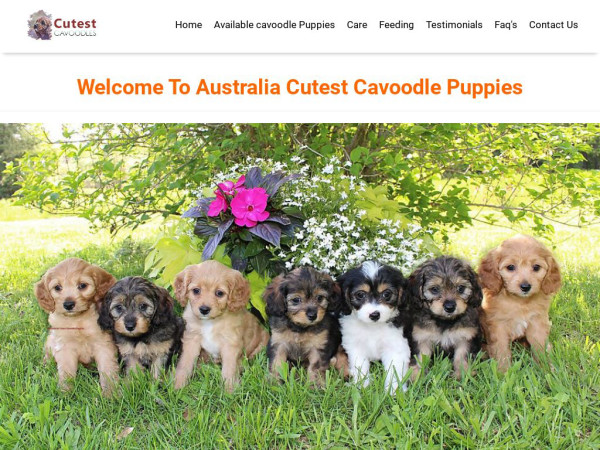 Cutestcavoodle.com - Cavapoo Puppy Scam Review