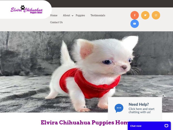 Elvirachihuahua.com - Chihuahua Puppy Scam Review