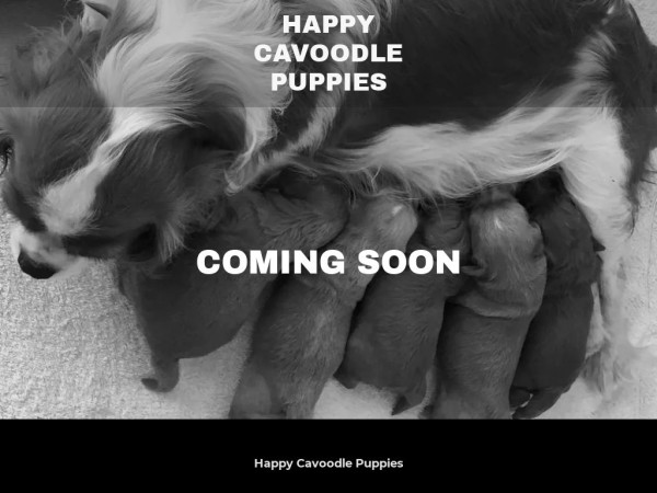 Happycavoodlepuppies.net - Cavapoo Puppy Scam Review