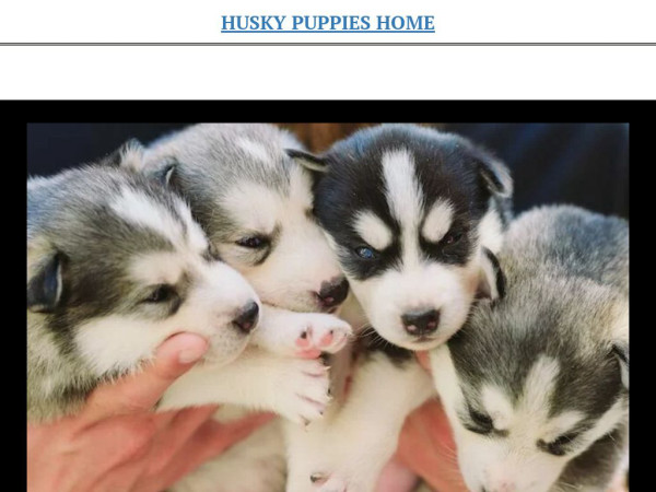 Karensiberianhuskyforsale.net - Husky Puppy Scam Review