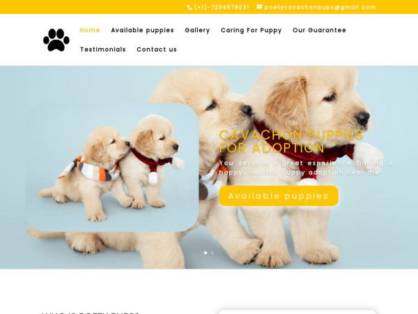 Poetycavachonpups.com - Cavachon Puppy Scam Review