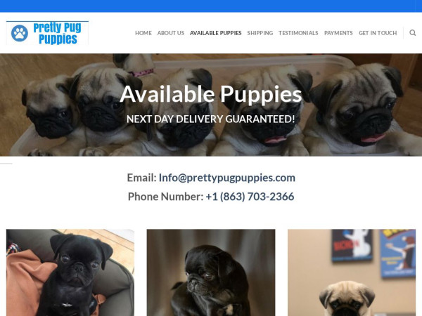 Prettypugpuppies.com - Pug Puppy Scam Review