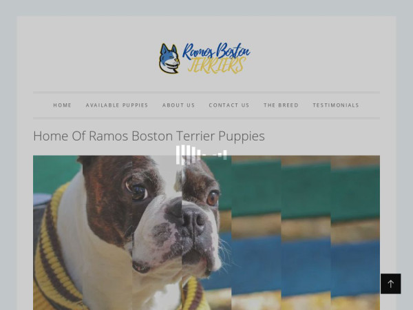 Ramosbostonterriers.com - Boston Terrier Puppy Scam Review