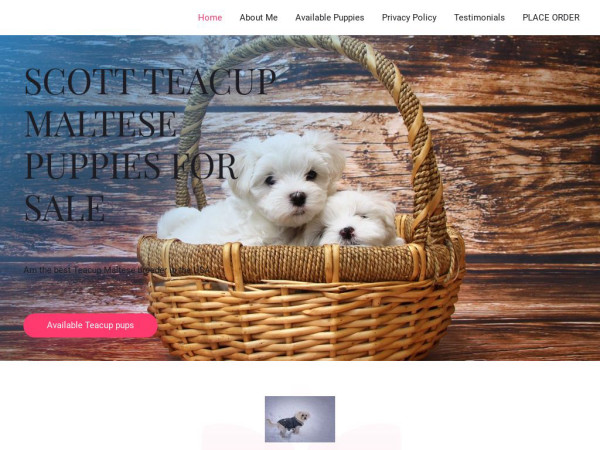 Scottteacupmaltesehome.com - Maltese Puppy Scam Review