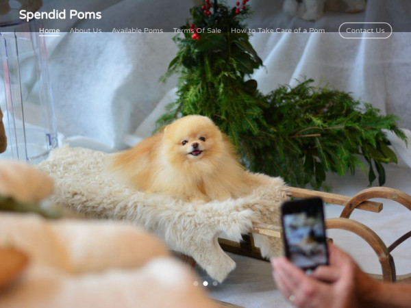 Splendidpoms.com - Pomeranian Puppy Scam Review