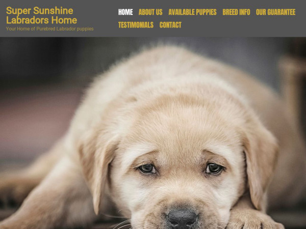 Supersunshinelabshome.com - Labrador Puppy Scam Review