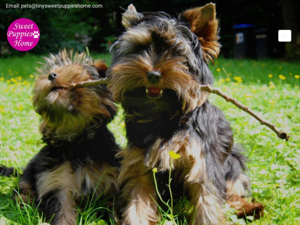 Tinysweetpuppieshome.com - Yorkshire Terrier Puppy Scam Review