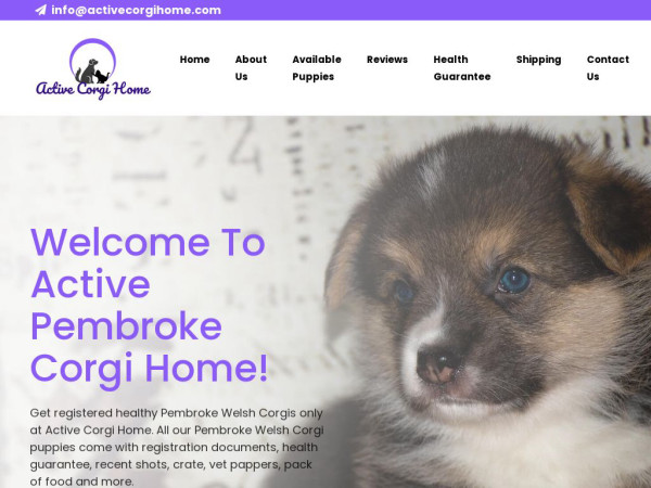 Activecorgihome.com - Corgi Puppy Scam Review