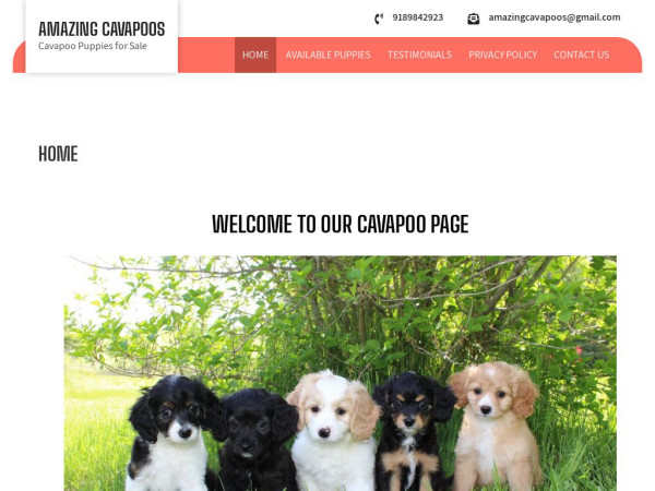 Amazingcavapoos.com - Cavapoo Puppy Scam Review