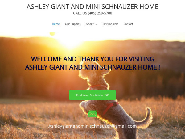 Ashleygiantandminischnauzerhome.com - Schnauzer Puppy Scam Review